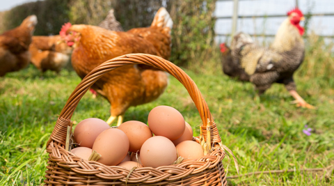 Oeufs de plein air
3 35210 Ch�tillon-en-vendelais