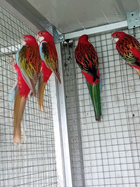 omnicolore 120 62116 Douchy-ls-ayette