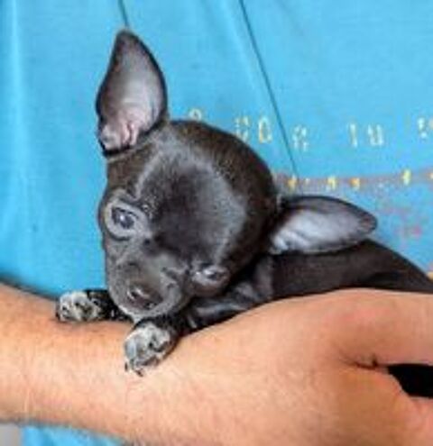   Adorables chiots Chihuahua 