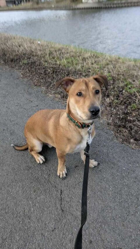 Bosko, m&acirc;le X berger n&eacute; le 10/12/2024 380 92000 Nanterre