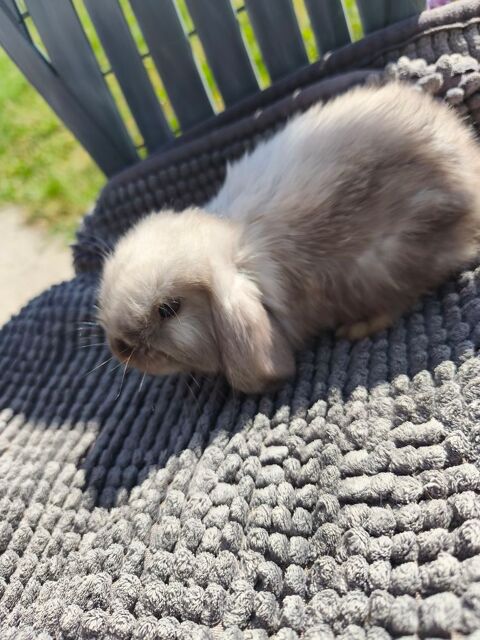 Lapin nain bélier et Teddy angora 30 62221 Noyelles-sous-lens