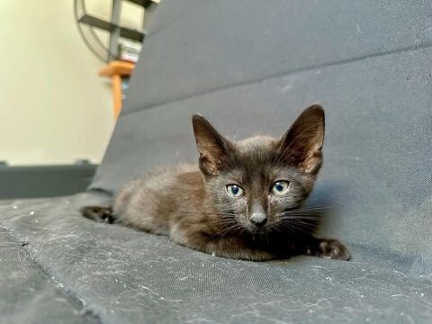 Chat GUIZMO à l adoption 110 26270 Loriol-sur-drme