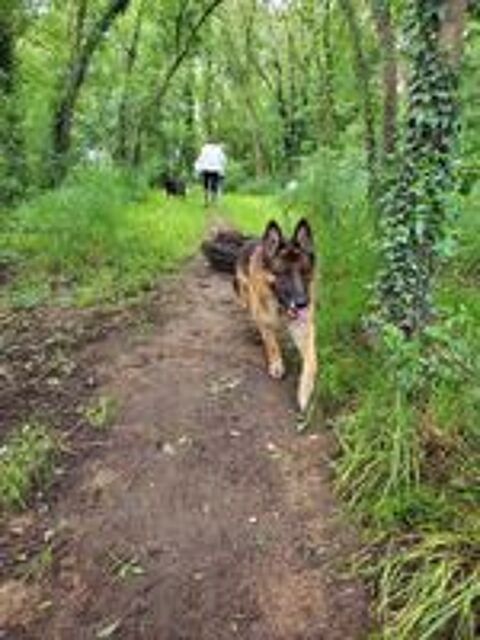   NEPTUNE, magnifique Berger Allemand à adopter  