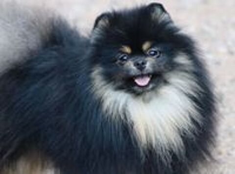   Chiot Femelle Spitz inscrite au LOF 