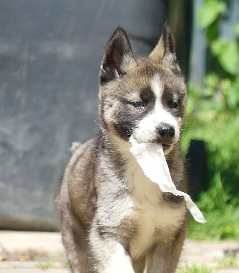 Chiots Husky sibérien 750 91650 Breuillet