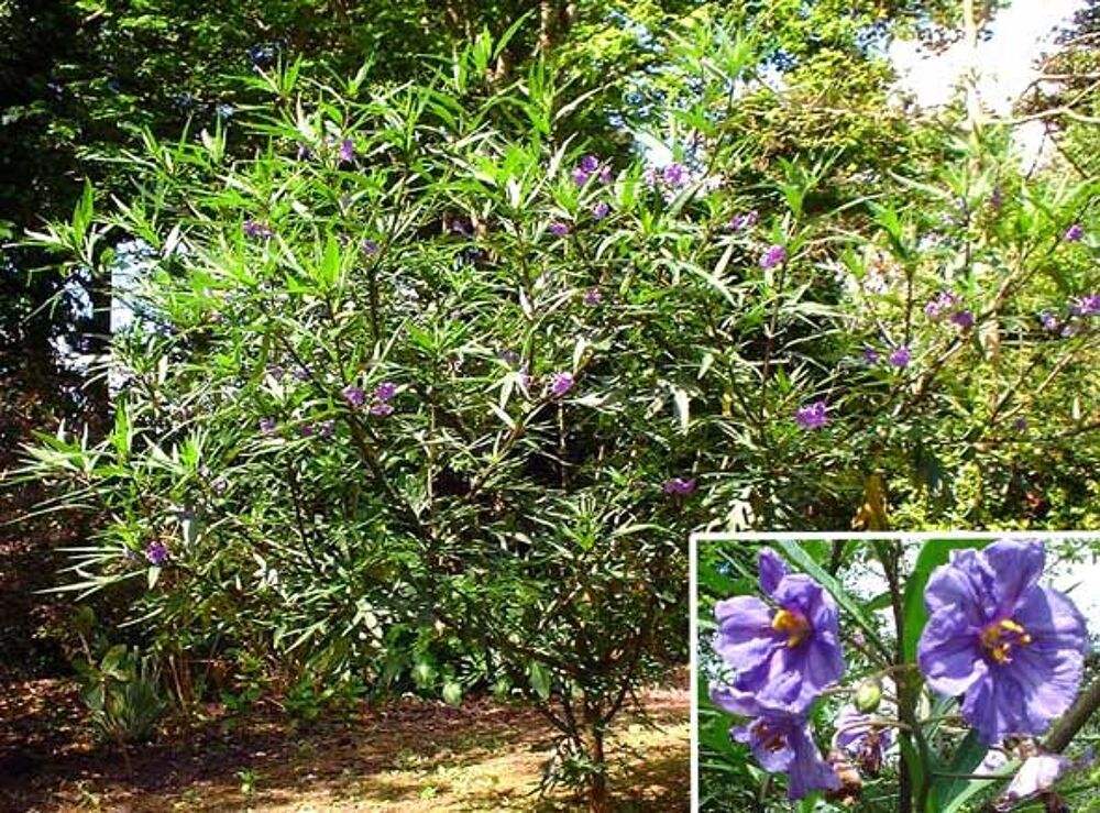 1 plant de solanum Jardin