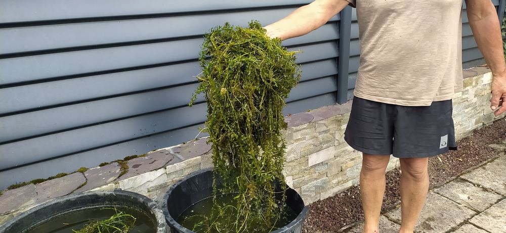 plantes de bassin et koi Jardin
