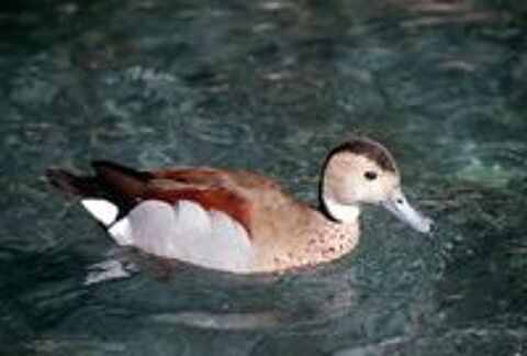   canards d'ornements carolin, mandarin, sarcelles    