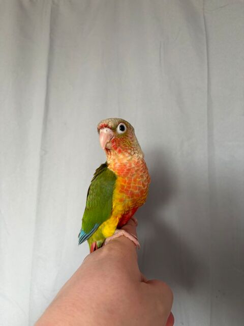 Conure eam 165 59253 La gorgue
