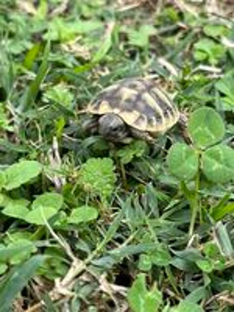   BB tortue  