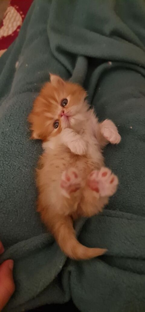 Chaton persan 1000 17320 Marennes