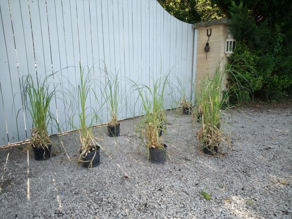 Gynerium Plum&eacute; en container (Herbe de la Pampa) ???????? Jardin