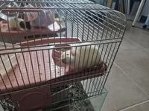   Rattes  l adoption 