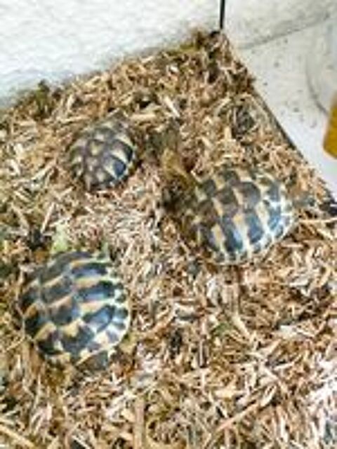   tortue 