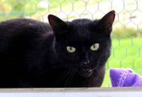   EROS, magnifique chat noir  adopter via l'association UMA  