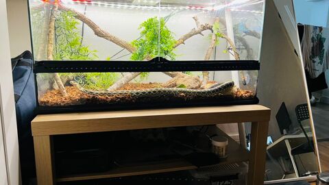 Couleuvre asiatique + terrarium 150 29400 Landivisiau