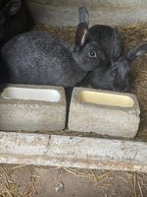   Lapin argenté anglais pur race 