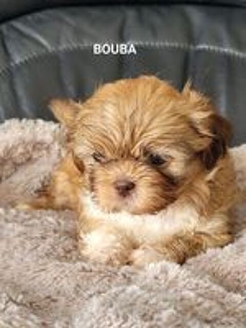   Shih Tzu 