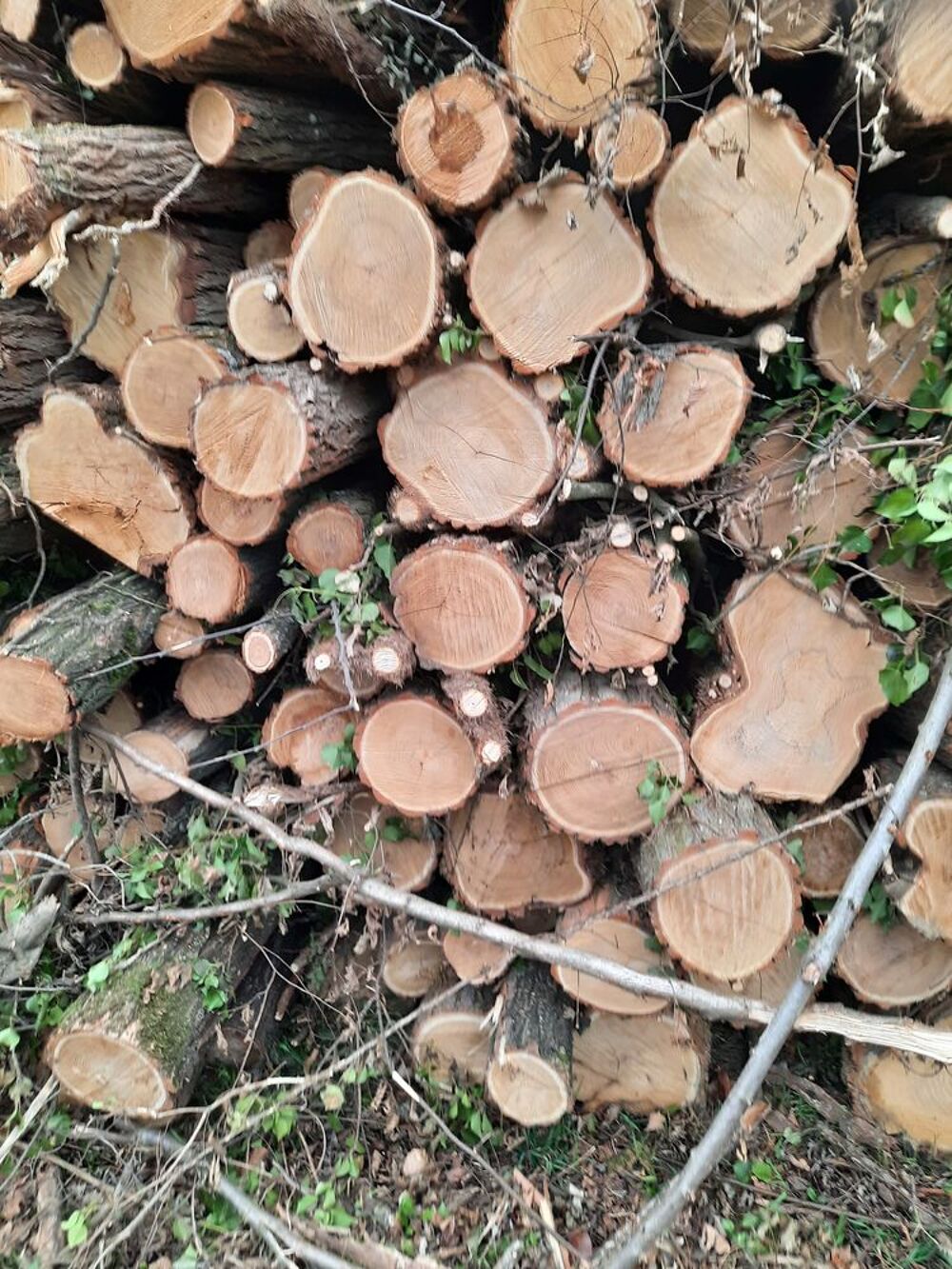 Piquet acacias tout longueur Jardin