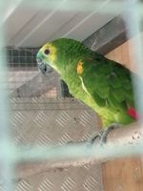   AMAZONE front bleu m�le 