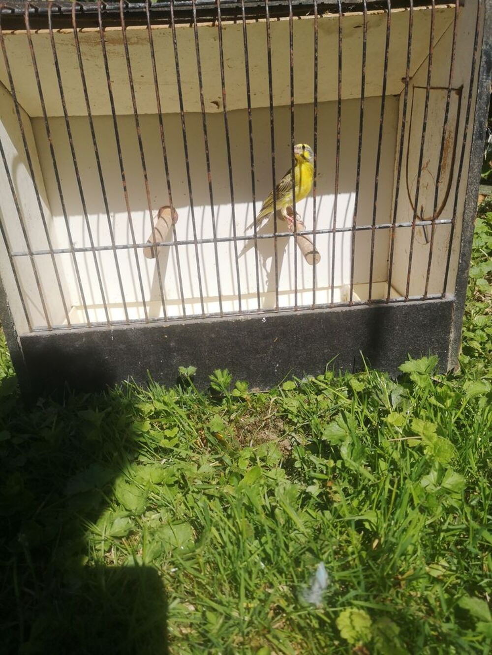   Oiseaux Serin du Mozambique  