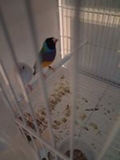   diamant gould 