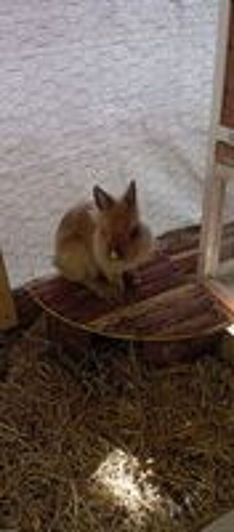   Donne lapin nain 