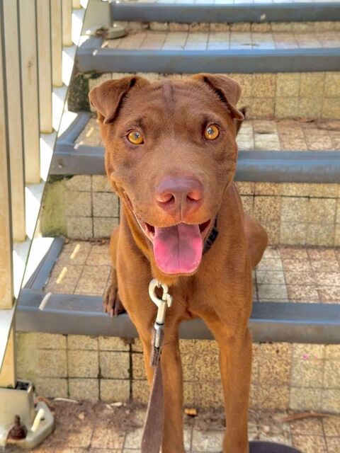 Pollux, mâle croisé shar pei, né le 03/06/2024  &#128054; 380 72000 Le mans