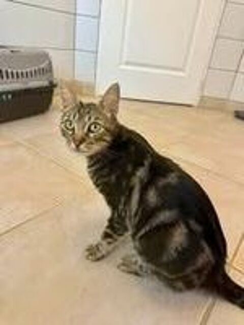   Chat TIGRESSE à l adoption 