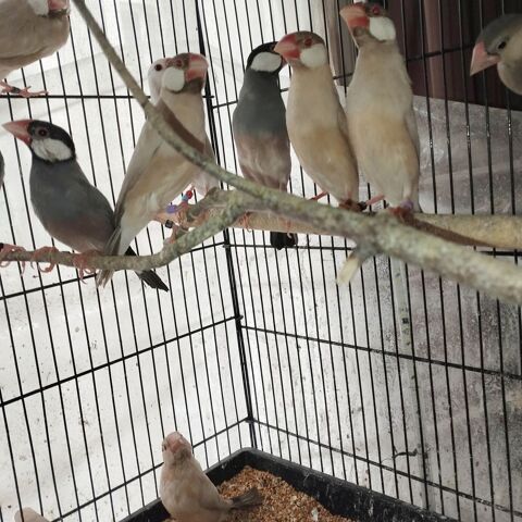 Bonjour paddas 25 78990 �lancourt