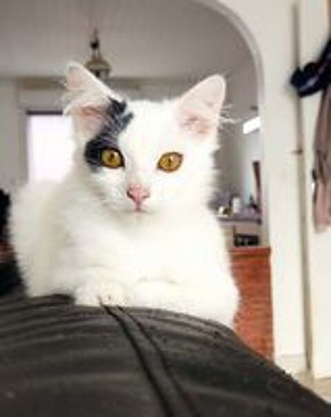   AWHI, magnifique chatonne blanche  poils mi-long  adopter via l'association UMA  