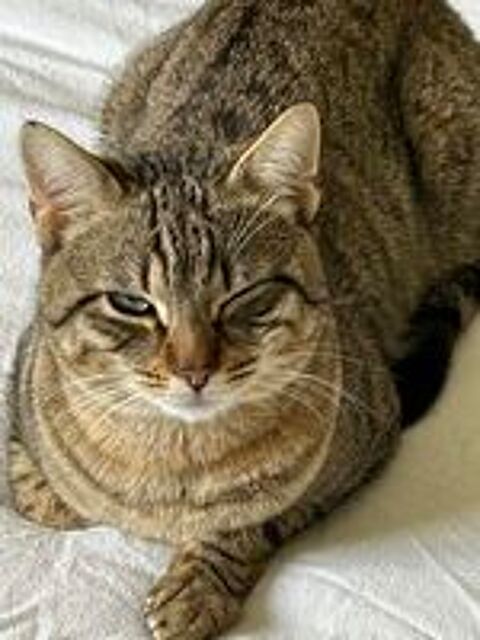   chat � l'adoption 