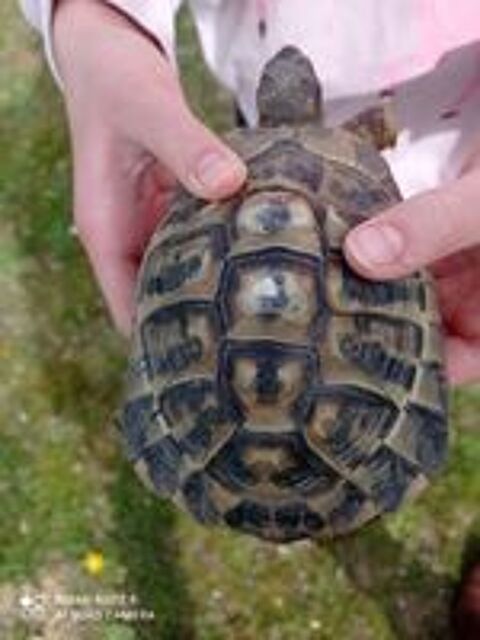   tortue de terre 