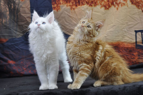 Adorables chatons maine coon LOOF 1600 78970 Mzires-sur-seine