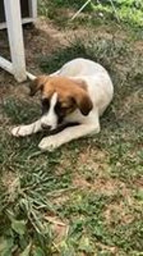   Chien TIC à l adoption 