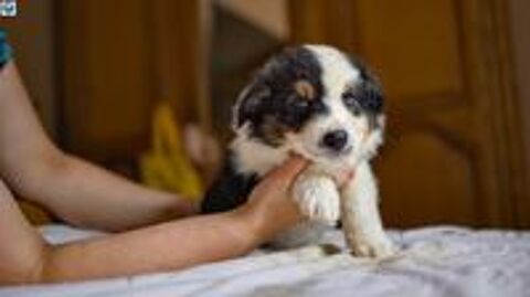   4 chiots a rserv type Berger Australien 