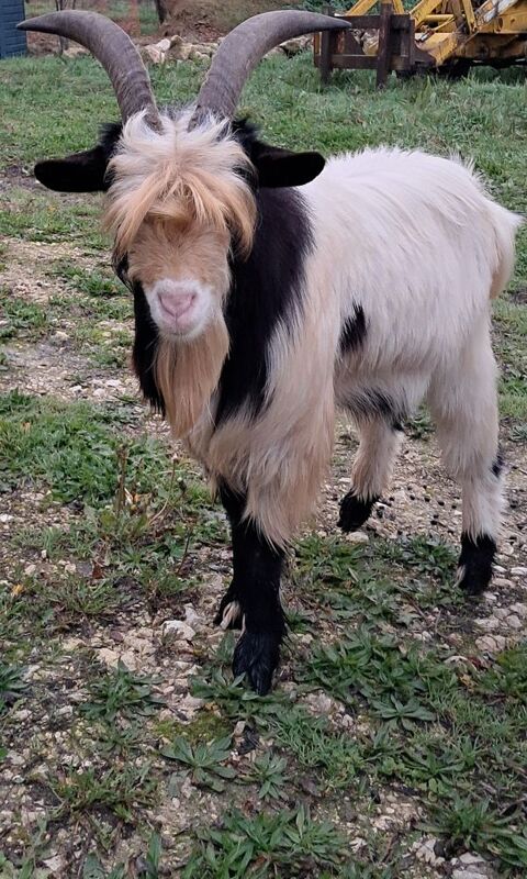 Petit bouc 1 an et demi 50 32500 Lamothe-goas