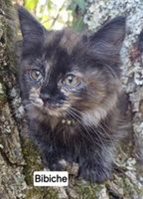  Chatons siberiens LOOF  