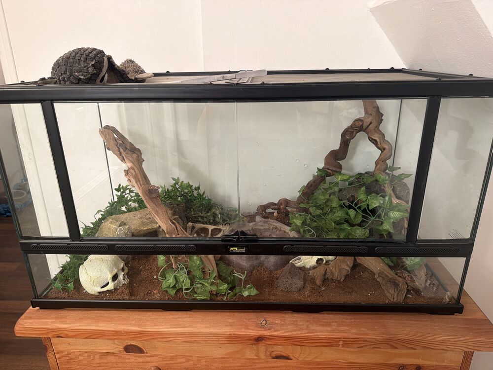   : 2 serpents des blés avec terrarium 