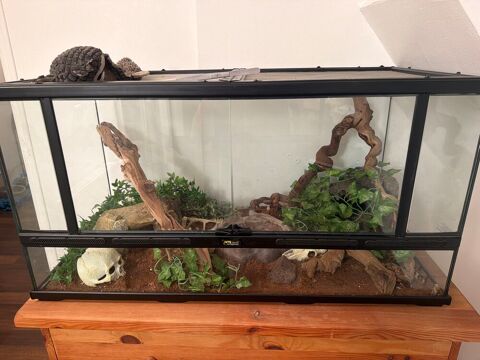 : 2 serpents des bl&eacute;s avec terrarium 350 78730 Longvilliers