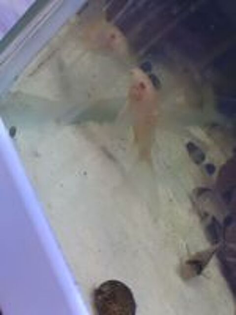   Corydoras paleatus Albinos a voile  