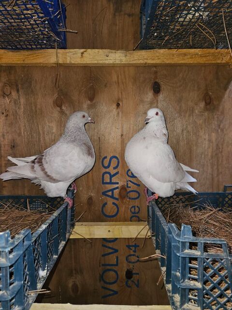 Pigeon texan 10 82100 Castelsarrasin