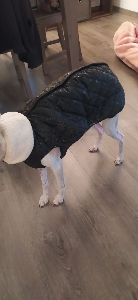 Manteau pour Chien Motif imprim� Noir 80 Meythet (74)