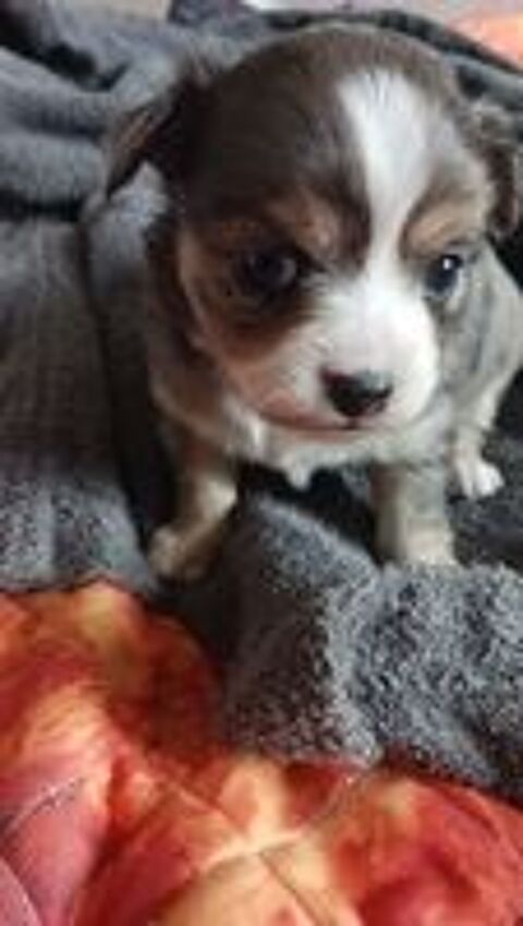   Chihuahas merle 