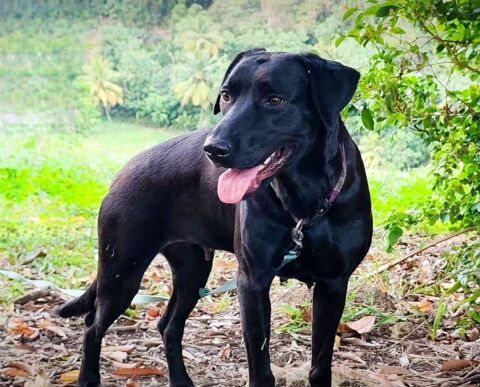 ✨️ TAORMINE ✨️ 🐶 290 59000 Lille