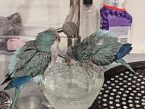   Couple conures souris 