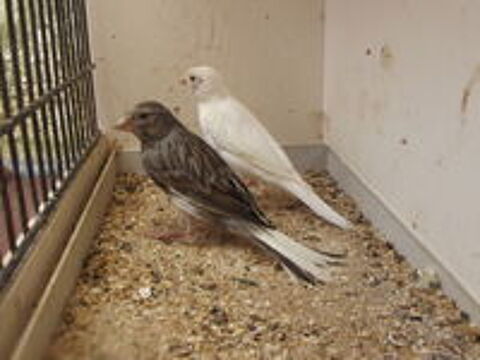   canaris raza 