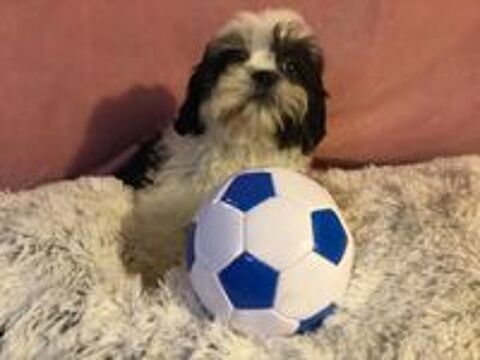   Shih tzu 8mois 