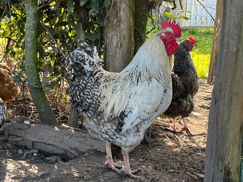 Coq de Sussex pur race 15 85190 Aizenay