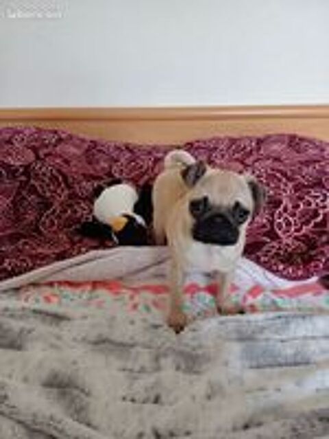   Chiot mle Carlin 